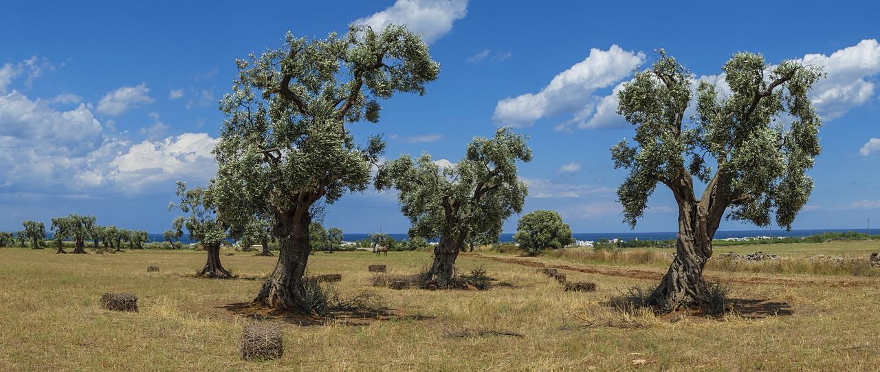 Masseria Palombara Grande Ostuni Ngoại thất bức ảnh