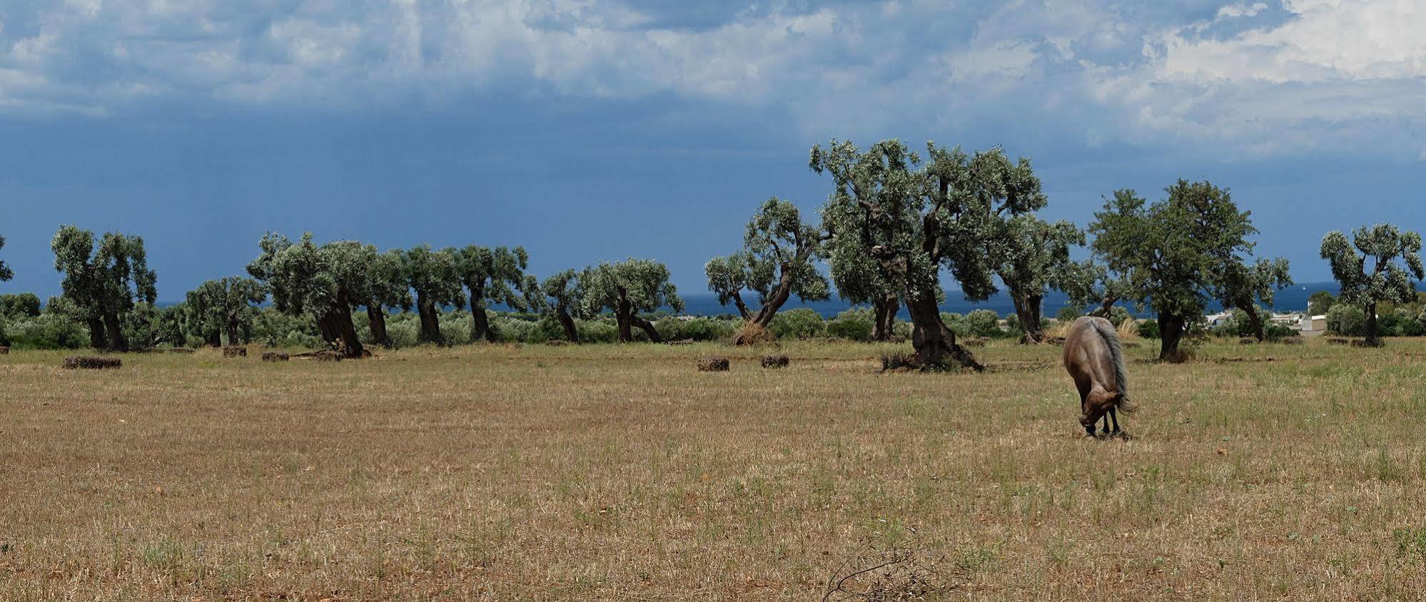 Masseria Palombara Grande Ostuni Ngoại thất bức ảnh