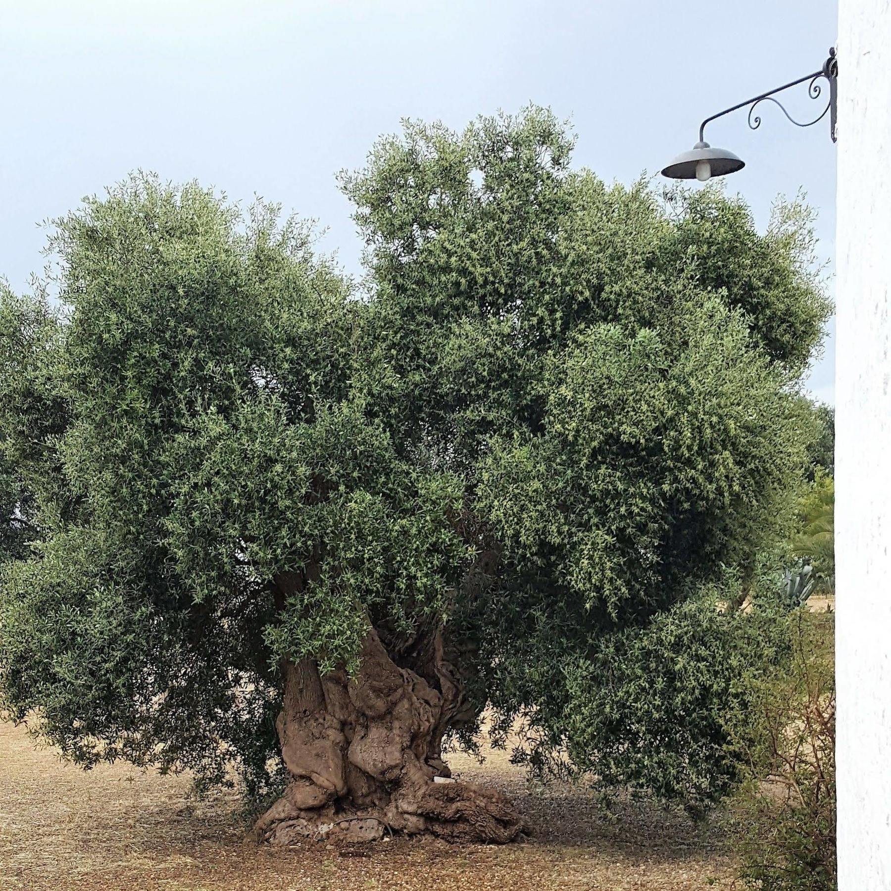 Masseria Palombara Grande Ostuni Ngoại thất bức ảnh